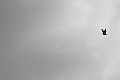 volare ...oh oh_24